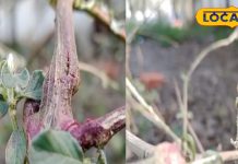 औषधीय गुणों से भरपूर है ये पौधा, इन तीन बीमारियों के लिए काल, पेट रोग और दांतों के लिए तो रामबाण – Uttar Pradesh News