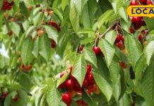 Cherry Ke Fayde: इस छोटे से लाल फल का रोज करें सेवन, मिलेंगे चौकाने वाले फायदे, सेहत के लिए वरदान
