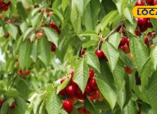 Cherry Ke Fayde: इस छोटे से लाल फल का रोज करें सेवन, मिलेंगे चौकाने वाले फायदे, सेहत के लिए वरदान