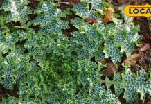 Medicinal Plant Benefits | Liver Detox Remedy | Ayurvedic Herbs | Skin Disease Cure | Herbal Health Tips | Cactus Benefits | Natural Healing Plant