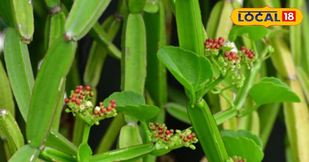 HYP_5523411_cropped_18102025_020131_hadjodplants1280x720_water_2-16x9.jpg