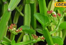 बड़ा शक्तिशाली है यह छोटा सा पौधा, कमजोर हड्डी में फूंक देगा जान, शरीर के हर दर्द-सूजन में भी कारगर