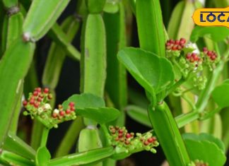 बड़ा शक्तिशाली है यह छोटा सा पौधा, कमजोर हड्डी में फूंक देगा जान, शरीर के हर दर्द-सूजन में भी कारगर