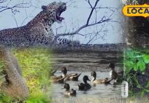 Diwali Special Trip | Kumbhalgarh Safari | Diwali Travel | Rajasthan Tourism | wildlife Safari | Adventure Trip | Jungle Experience | panther sighting