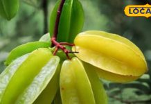 सिर्फ सर्दी में मिलता है ये खट्टा-मीठा फल, कई बीमारियों के लिए रामबाण, जान लें इस्तेमाल, नहीं पड़ेंगे बीमार!