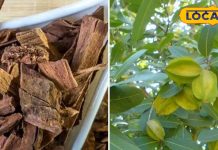 शुगर-कोलेस्ट्रॉल हो या धमनियों में ब्लॉकेज.. इस पेड़ का छाल दिला देगा सबसे मुक्ति! जानें कैसे
