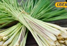 बिना दूध व चीनी से बनी ये चाय,इम्युनिटी करती है बूस्ट,कराती है ताजगी का एहसास