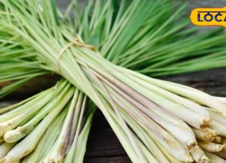 बिना दूध व चीनी से बनी ये चाय,इम्युनिटी करती है बूस्ट,कराती है ताजगी का एहसास