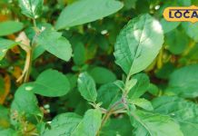 बार-बार हो रहा है सर्दी-जुकाम और रहते हैं बीमार? बस खा लें ये पत्तियां, जल्द होगा आराम