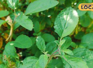 बार-बार हो रहा है सर्दी-जुकाम और रहते हैं बीमार? बस खा लें ये पत्तियां, जल्द होगा आराम