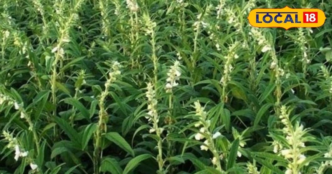 आपके दिल, दिमाग और हड्डियों को देता है ताकत, तिल के इतने सारे फायदे जानकर…