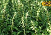 आपके दिल, दिमाग और हड्डियों को देता है ताकत, तिल के इतने सारे फायदे जानकर…