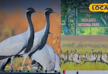 Kevladev National Park | Bharatpur Birds | Kurjan Migration | Russian Birds in India | Bird Watching Rajasthan | Winter Tourism India | Migratory Birds 2025