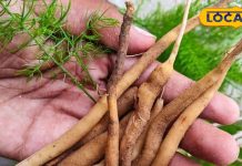 पीरियड्स में दर्द से राहत, गर्भकाल में ताकत देती है यह जड़ीबूटी, बेहद है कारगर