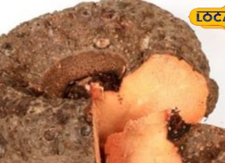 साल में कुछ दिन मिलती है यह सब्जी, दिवाली पर खाना क्यों है जरूरी? समृद्धि और सेहत से जुड़ा है खास संबंध – Bihar News