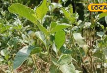 सेहत का सुपर टॉनिक कहलाता है अश्वगंधा, शरीर को बना देता है फौलादी