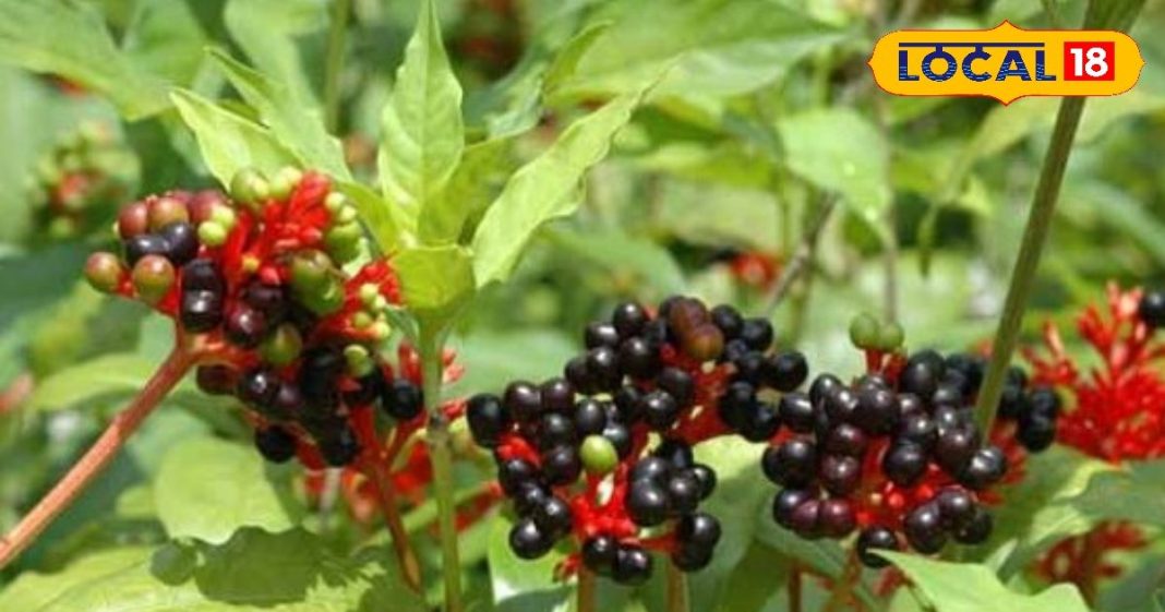 गमले में लगा ये साधारण पौधा…गायब कर देगा हाइपरटेंशन और अनिद्रा! बस इन बातों का रखें ध्यान