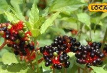 गमले में लगा ये साधारण पौधा…गायब कर देगा हाइपरटेंशन और अनिद्रा! बस इन बातों का रखें ध्यान