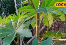 सावधान! ये घास फूस नहीं, कई रोगों में रामबाण, चुटकियों में भगाएगा दर्द, सेहत का खजाना – Uttar Pradesh News