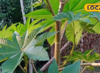 सावधान! ये घास फूस नहीं, कई रोगों में रामबाण, चुटकियों में भगाएगा दर्द, सेहत का खजाना – Uttar Pradesh News