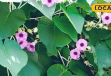 डायबिटीज और अल्सर तक में असरदार…. यह पौधा औषधि का खजाना, जानिए विधारा कैसे देगा राहत – Uttar Pradesh News