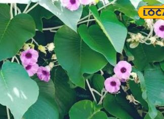 डायबिटीज और अल्सर तक में असरदार…. यह पौधा औषधि का खजाना, जानिए विधारा कैसे देगा राहत – Uttar Pradesh News