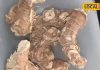 Kulanjan Benefits : इसे अदरक समझने की न करें भूल, उससे भी ज्यादा चमत्कारी, बुखार से अस्थमा तक में रामबाण – Uttar Pradesh News