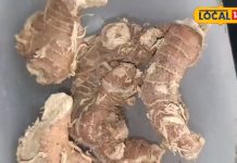 Kulanjan Benefits : इसे अदरक समझने की न करें भूल, उससे भी ज्यादा चमत्कारी, बुखार से अस्थमा तक में रामबाण – Uttar Pradesh News