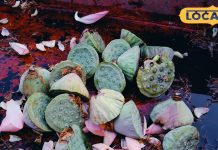 Winter Superfood: इस देसी फल ने ठंड में मचा दी धूम! वजन घटाने से लेकर इनफर्टिलिटी तक सबका इलाज