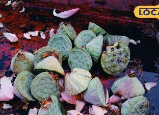 Winter Superfood: इस देसी फल ने ठंड में मचा दी धूम! वजन घटाने से लेकर इनफर्टिलिटी तक सबका इलाज