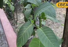 मेडिकल स्टोर की जरूरत नहीं, यह पौधा देता है कई बीमारियों से छुटकारा, जानिए इसके फायदे