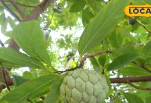 पावर हाउस का खजाना है यह ‘हरा फल’, डायबिटीज से लेकर दिल की बीमारियों तक करता है इलाज, कूट-कूट के भरा है विटामिन