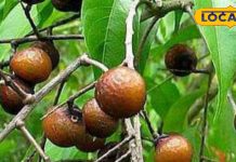 सिर्फ बालों के लिए ही नहीं… सेहत के लिए भी वरदान है रीठा, जानें फायदे और उपयोग का तरीका – Uttar Pradesh News