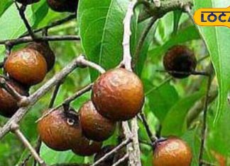 सिर्फ बालों के लिए ही नहीं… सेहत के लिए भी वरदान है रीठा, जानें फायदे और उपयोग का तरीका – Uttar Pradesh News