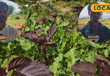 सरगुजा की वो लाल भाजी…जिसने खून बढ़ाने में चुकंदर को किया फेल, डॉक्टर भी हैरान! – Chhattisgarh News