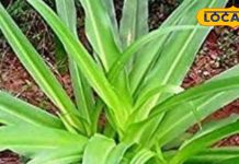 महिलाओं के लिए खास! जोड़ों का दर्द और सफेद पानी की समस्या होगी एकदम गायब, जानें इस पौधे के चमत्कारी फायदे – Uttar Pradesh News