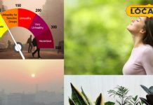 घर की हवा शुद्ध करने वाले पौधे: स्नेक प्लांट, एरेका पाम, एलोवेरा