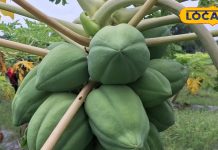 Eating raw papaya has these special benefits, it is also very effective in these diseases. – Uttar Pradesh News