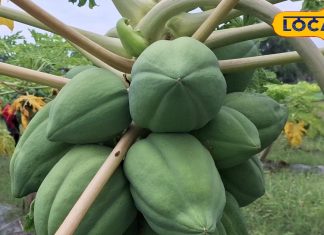 Eating raw papaya has these special benefits, it is also very effective in these diseases. – Uttar Pradesh News