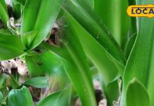 Health Tips: कान दर्द से हैं परेशान? आजमाएं इस पौधे का रस, कुछ ही समय में मिल जाएगी राहत