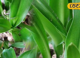 Health Tips: कान दर्द से हैं परेशान? आजमाएं इस पौधे का रस, कुछ ही समय में मिल जाएगी राहत