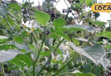 साधारण नहीं है खरपतवार की तरह उगने वाला यह पौधा, सुबह खाली पेट चबाएं इसकी पत्तियां, मिलेंगे गजब के फायदे – Uttar Pradesh News