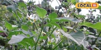 साधारण नहीं है खरपतवार की तरह उगने वाला यह पौधा, सुबह खाली पेट चबाएं इसकी पत्तियां, मिलेंगे गजब के फायदे – Uttar Pradesh News