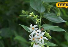 Boil yellow Harsingar leaves in water without any expense, you will get instant relief from these serious diseases, learn the home remedy here. – Himachal Pradesh News