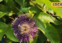 पानी नहीं… जीमन पर उगता है ये कमल, कुष्ठ, पीलिया और अस्थमा में लाभकारी; महाभारत काल से जुडा है इतिहास – Uttar Pradesh News