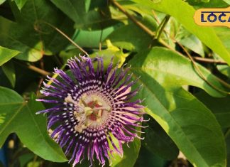 पानी नहीं… जीमन पर उगता है ये कमल, कुष्ठ, पीलिया और अस्थमा में लाभकारी; महाभारत काल से जुडा है इतिहास – Uttar Pradesh News