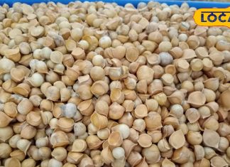 2000 किलो वाला ये पहाड़ी लहसुन… गायब कर देगा शुगर, कोलेस्ट्रॉल! जानें कहां मिलेगा? – Uttarakhand News