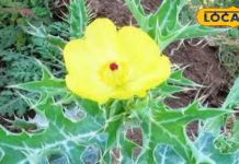 नाम सत्यानाशी… लेकिन कई रोगों के लिए काल है ये पौधा, यौन क्षमता बढ़ाने में कारगर, शरीर की कमजोरी कर देगा दूर – Uttar Pradesh News