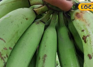 वजन, ब्लड प्रेशर और पाचन सब कंट्रोल में….. ये नुस्खा है रामबाण, शरीर रहेगा हमेशा फिट और एनर्जेटिक