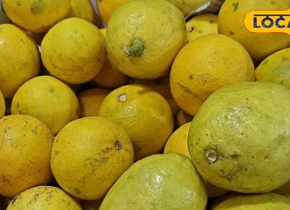 चाय की चुस्कियों को टक्कर देने वाला नींबू…सर्दियों में पहाड़ों का फेवरेट, गुनगुनी धूप जितना दिलकश – Uttarakhand News